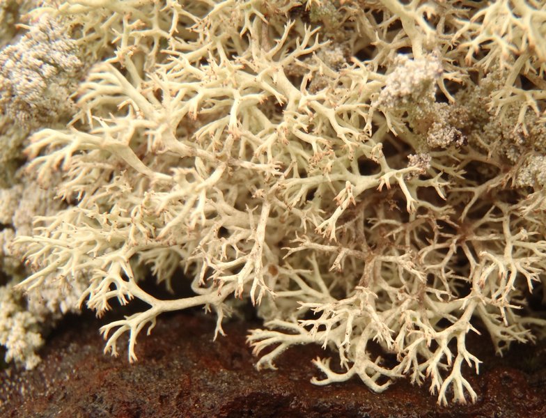Cladina mitis
