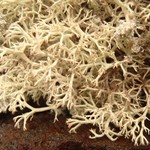 Cladina mitis