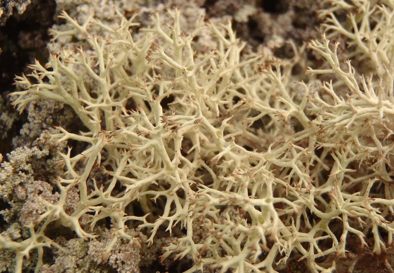 Cladina mitis