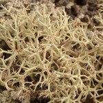 Cladina mitis