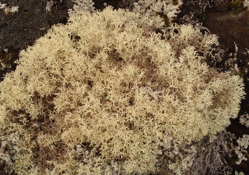 Cladina mitis