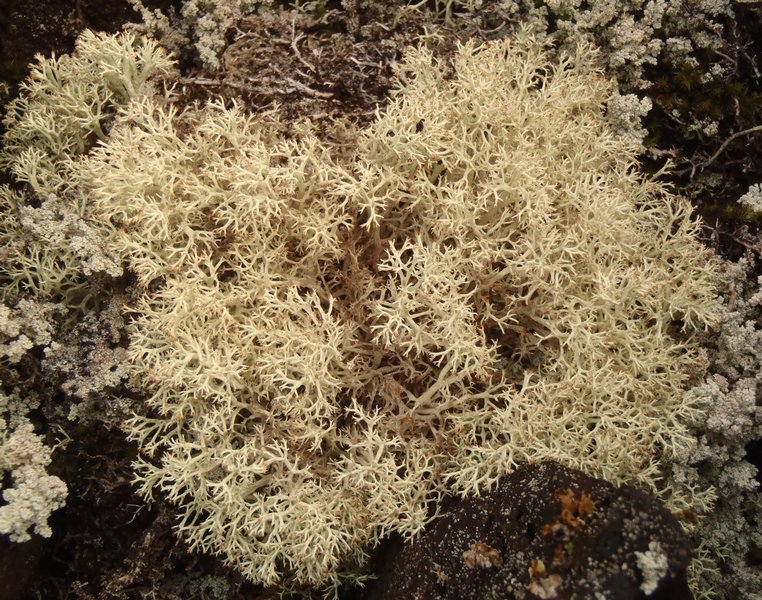 Cladina mitis