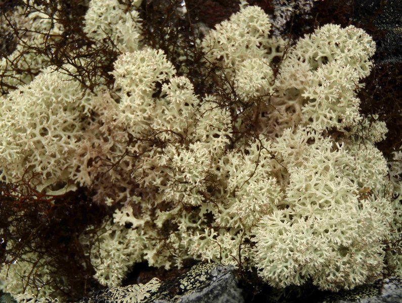 Cladina mitis