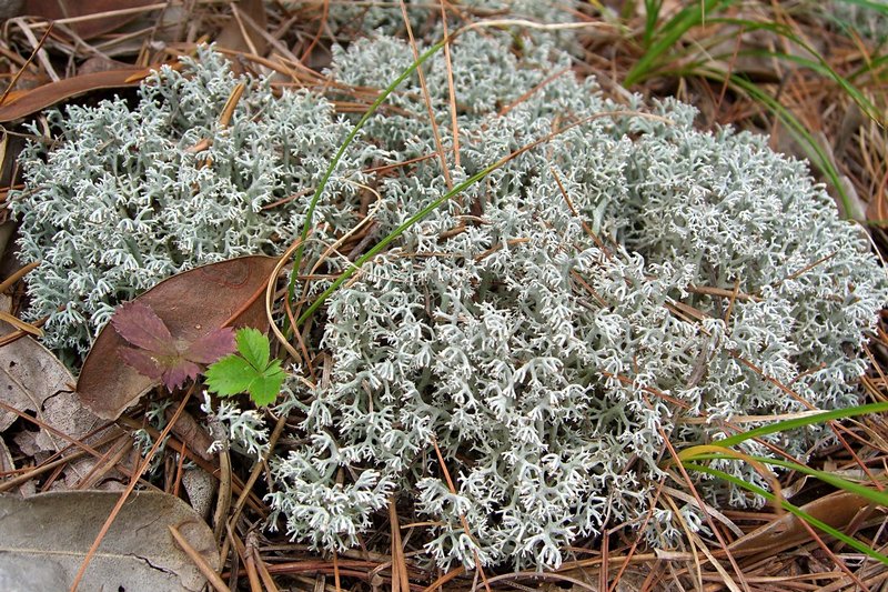 Cladina rangiferina