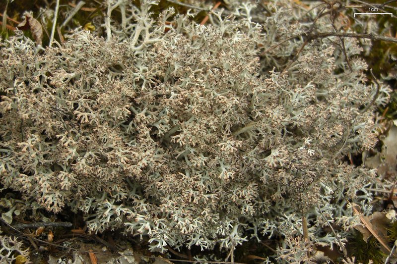 Ways of Enlichenment - Lichens of North America