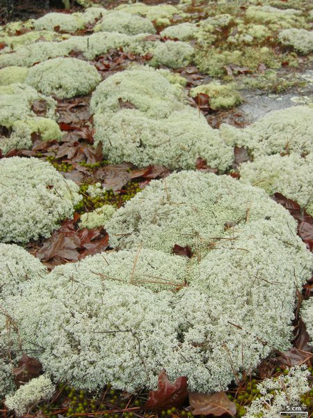 Cladina rangiferina