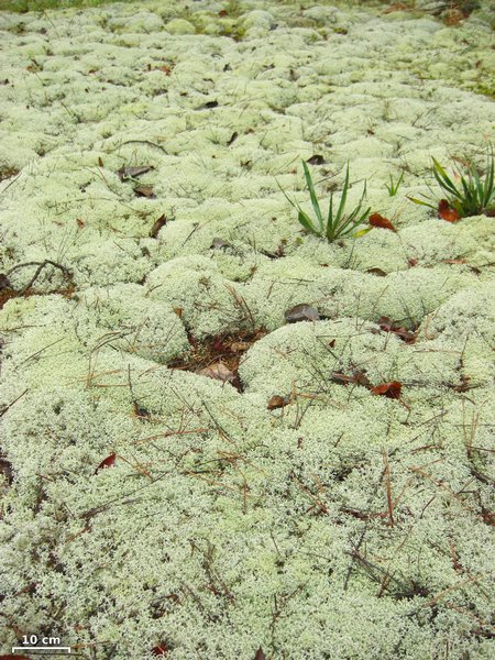 Cladina rangiferina