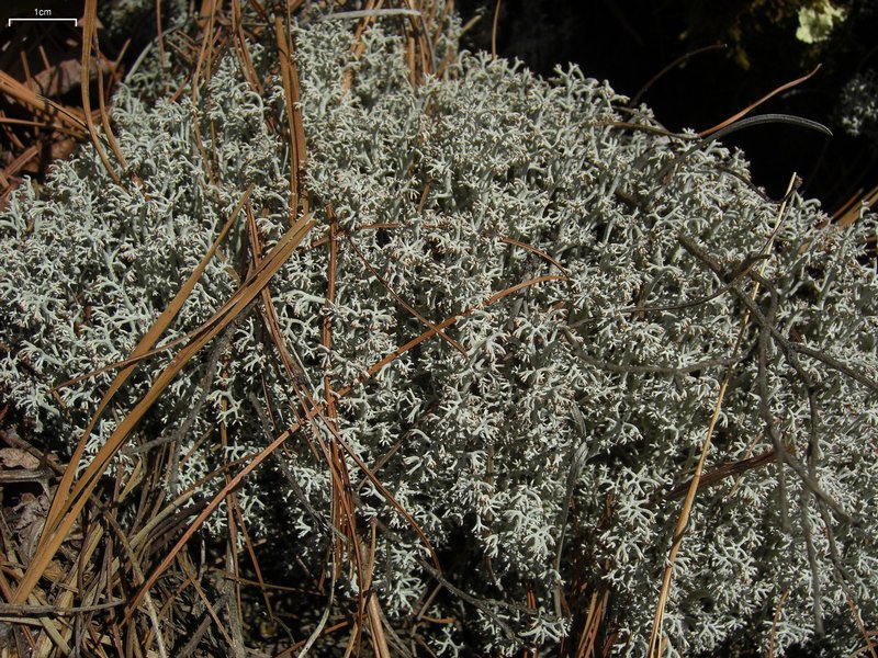 Cladina rangiferina