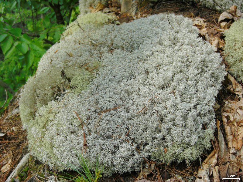 Cladina rangiferina