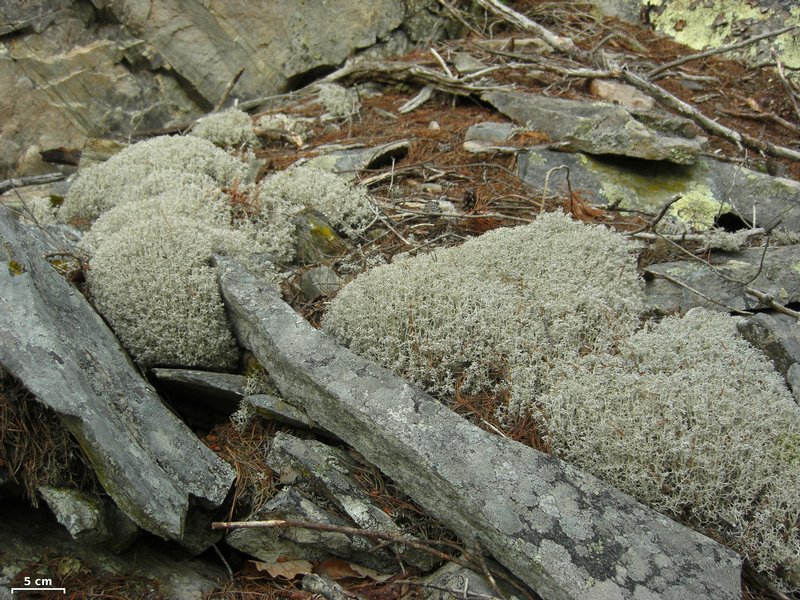 Cladina rangiferina