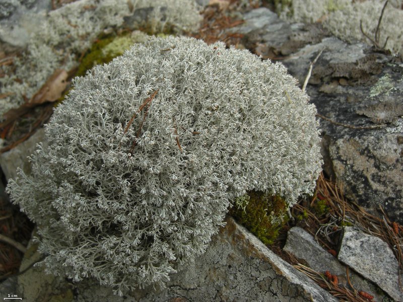 Cladina rangiferina