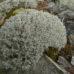 Cladina rangiferina