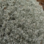 Cladina rangiferina