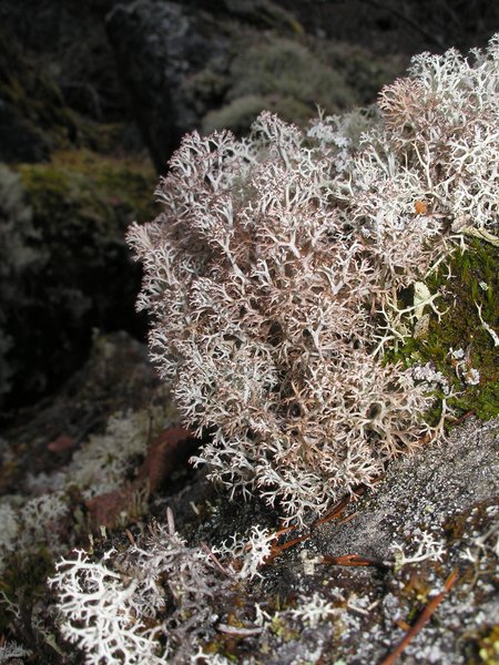 Cladina rangiferina