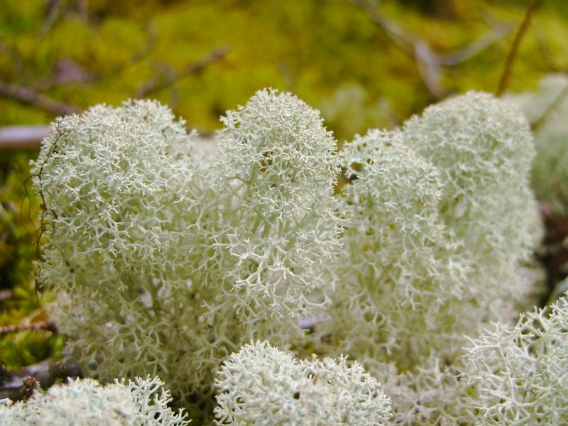 Ways of Enlichenment - Lichens of North America