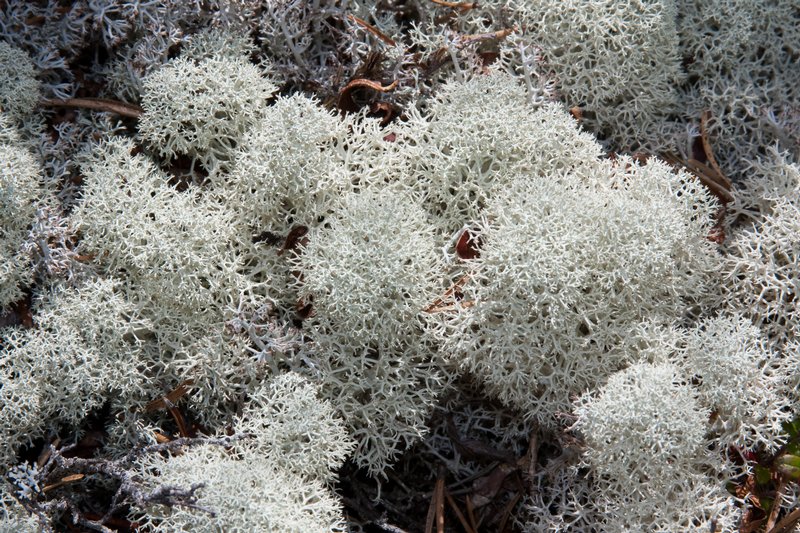 Ways of Enlichenment - Lichens of North America