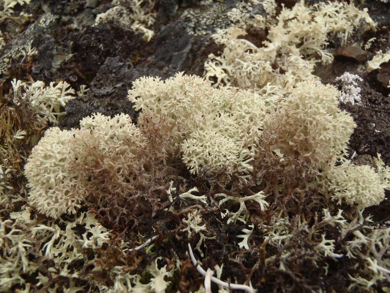 Ways of Enlichenment - Lichens of North America