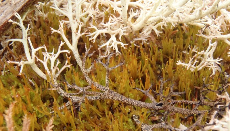 Cladina stygia