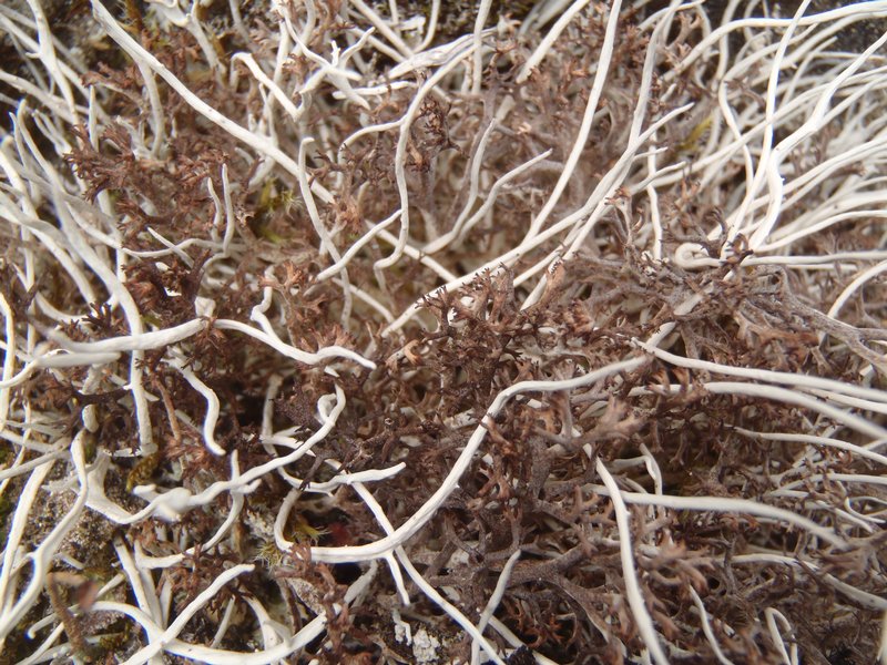 Cladina stygia