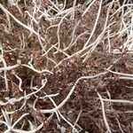 Cladina stygia