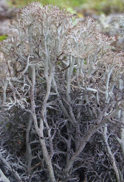 Cladina stygia
