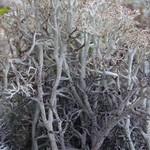 Cladina stygia