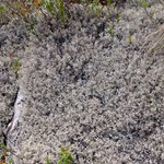 Cladina stygia