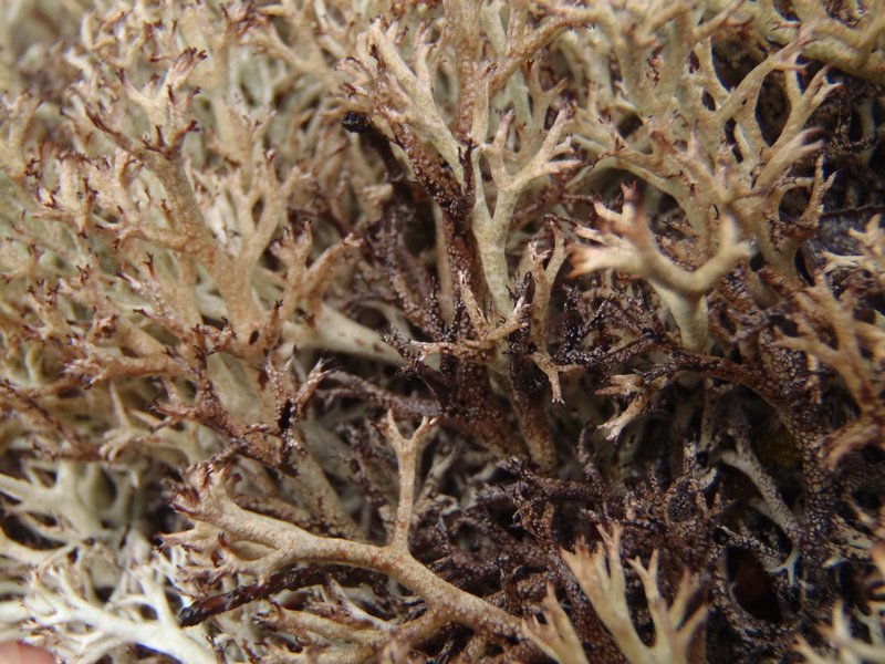 Cladina stygia