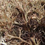 Cladina stygia