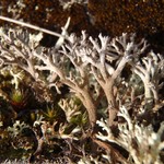 Cladina stygia