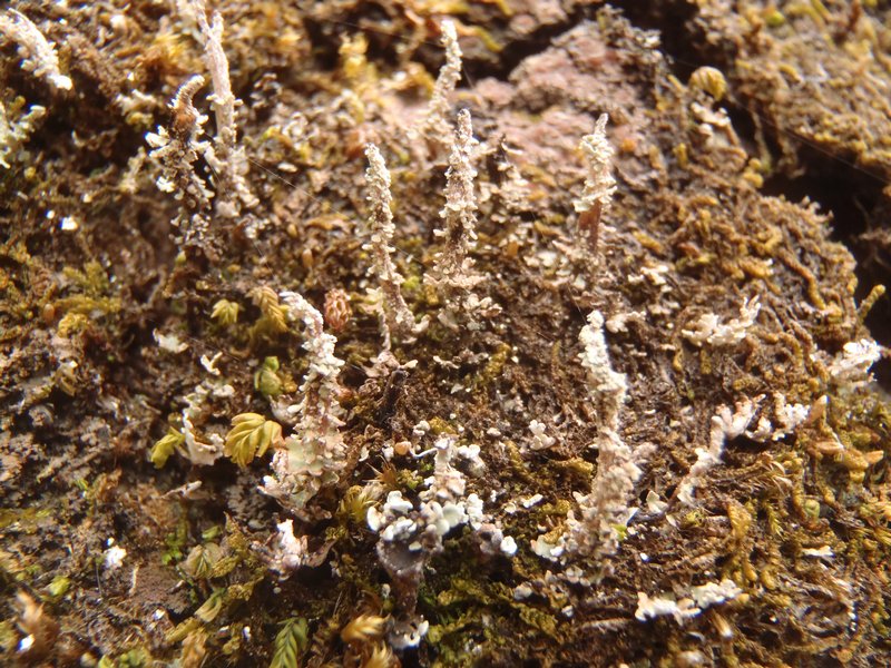 Cladonia acuminata
