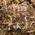 Cladonia acuminata