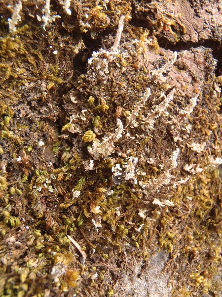 Cladonia acuminata