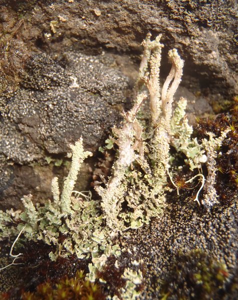Cladonia acuminata