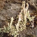 Cladonia acuminata