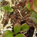 Cladonia acuminata