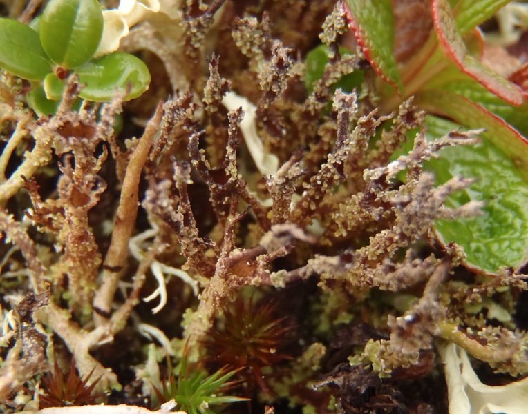 Cladonia acuminata