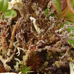 Cladonia acuminata