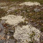 Cladonia alaskana