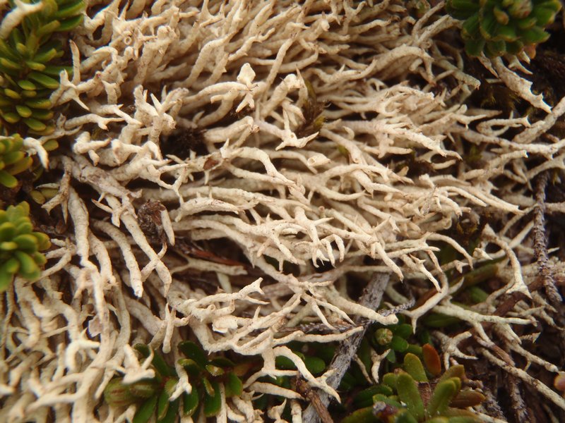 Cladonia alaskana