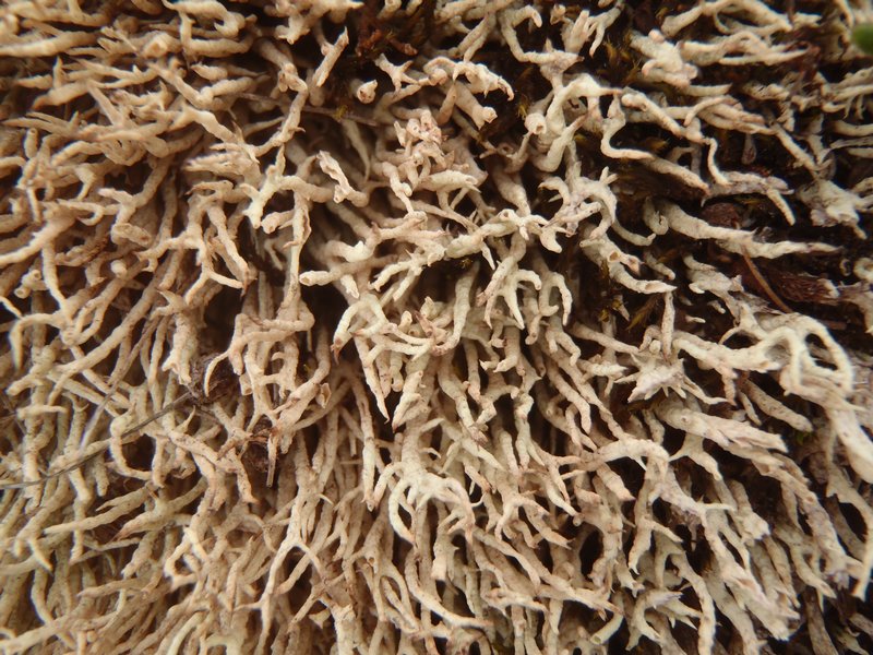 Cladonia alaskana