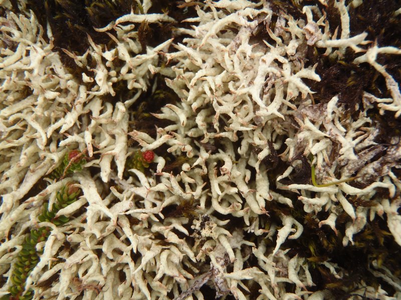 Cladonia alaskana