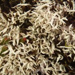 Cladonia alaskana