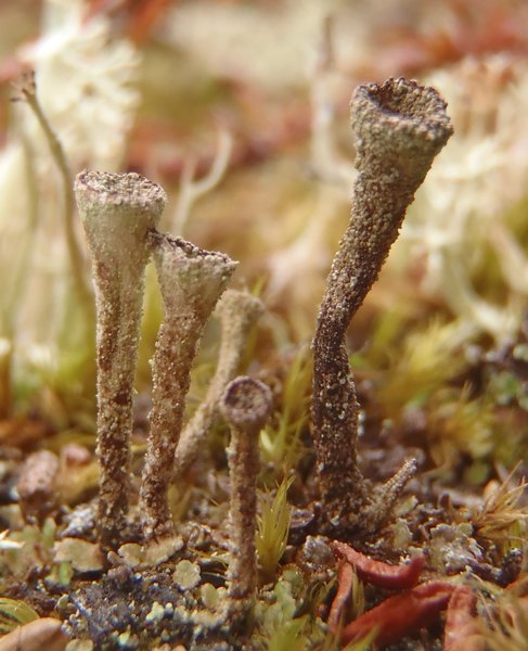 Cladonia albonigra