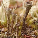 Cladonia albonigra