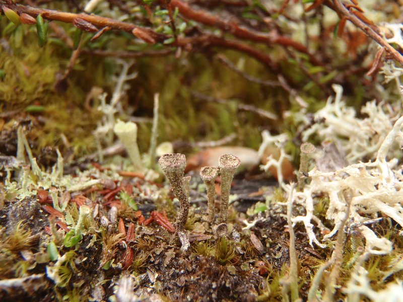 Cladonia albonigra