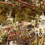 Cladonia albonigra