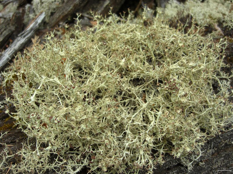 Cladonia amaurocraea