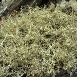 Cladonia amaurocraea