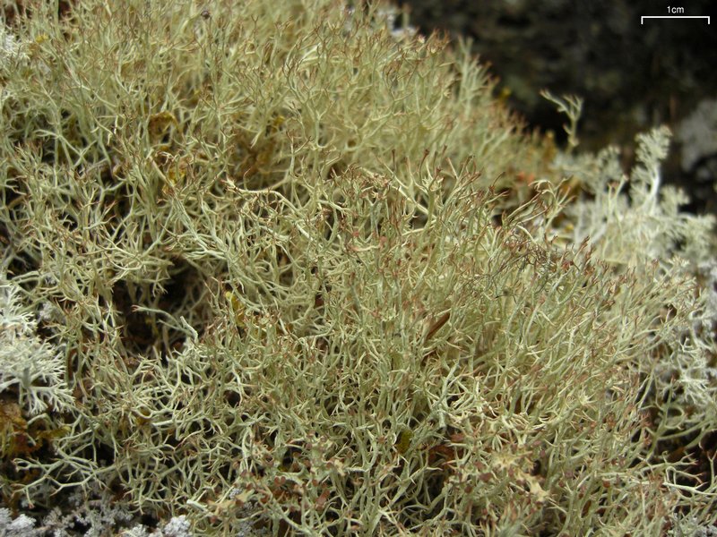 Cladonia amaurocraea